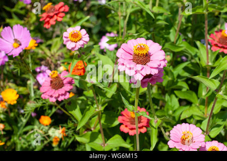 Close-up zu Blumenbeet im Sommer mit blühenden Zinnien im Sonnenschein Stockfoto