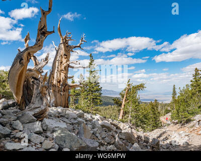 Ancient bristlecone Pine Forest in Great Basin National Park, Baker, Nevada, USA