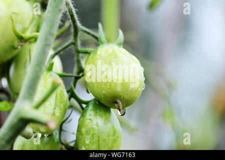 Unreife Tomaten im Garten nach Regen close-up Stockfoto