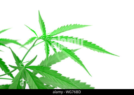 Grüne Heilpflanze Cannabis leaf auf weißem Hintergrund Nahaufnahme Stockfoto
