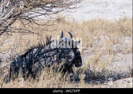 Eine Blue Wildebeest - connochaetes Taurinus - auch als Gnus bekannt, Verlegung auf die Kante der Salinen von Etosha National Park, Namibia. Stockfoto