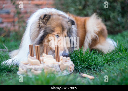 Adorable gold Rough collie Geburtstag Kuchen essen, 4 Jahre. Stockfoto