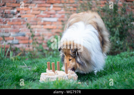 Adorable gold Rough collie Geburtstag Kuchen essen, 4 Jahre. Stockfoto