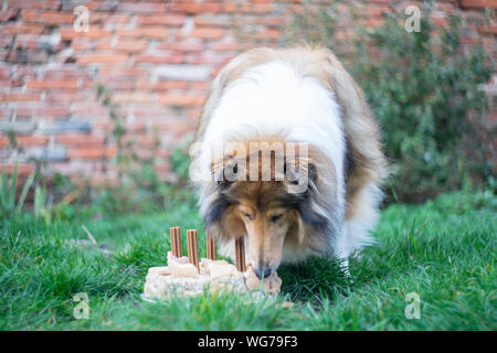 Adorable gold Rough collie Geburtstag Kuchen essen, 4 Jahre. Stockfoto