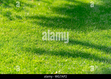 Abstrakte Schatten auf grüner Sommer Gras, Beschaffenheit der Rasenfläche, Silhouette von Bäumen, Hintergrund Stockfoto
