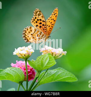 Fuzhou, Provinz Fujian in China. 31 Aug, 2018. Ein Schmetterling landet auf einem lantana Blume an der Wenquan Park in Fuzhou, der Hauptstadt der Provinz Fujian im Südosten Chinas, Aug 31., 2018. Credit: Mei Yongcun/Xinhua/Alamy leben Nachrichten Stockfoto