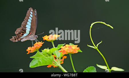 Fuzhou, Provinz Fujian in China. 31 Aug, 2018. Ein Schmetterling landet auf einem lantana Blume an der Wenquan Park in Fuzhou, der Hauptstadt der Provinz Fujian im Südosten Chinas, Aug 31., 2018. Credit: Mei Yongcun/Xinhua/Alamy leben Nachrichten Stockfoto