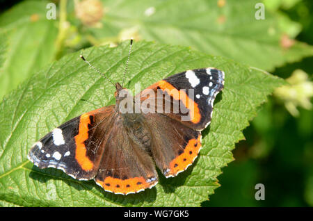 Admiral Schmetterling (lat.: Vanessa Atalanta) sitzt auf einem grünen Blatt Stockfoto