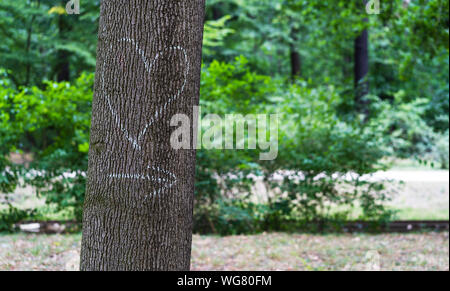 Ein Baum steht in einem Park mit einem Herz auf seine Rinde unterhalb des Herzens gezogen ist ein Pfeil zeigt die Richtung zu folgen. Alle mit weißer Kreide geschrieben. Stockfoto