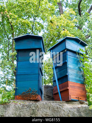 Zwei Bienenstöcke (Blau und Braun) stehen auf einem Stein Struktur mit Bienen fleißig Summen auf ihren vorderen Türen. Bäume sind im Hintergrund. Stockfoto