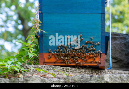 Ein Bienenstock mit Bienen aktiv an der Vorderseite während einem Frühlingstag. Stockfoto