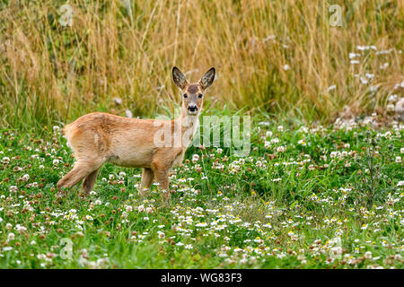 Weißwedelhirsche Fawn suchen genauso überrascht wie die Erwachsenen tun. Stockfoto
