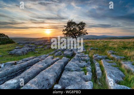 Sonnenuntergang über einen einsamen windswept Hawthorn Tree auf einem Kalkstein Pflaster am Winskill Steine in den Yorkshire Dales National Park Stockfoto