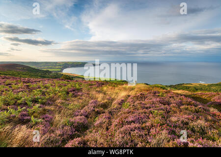 Lila Heidekraut in voller Blüte auf der North York Moors National Park in Yorkshire zwischen Ravenscar und Robin Hood's Bay Stockfoto