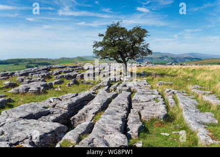 Karrenfelder am Winskill Steine in der Nähe in den Yorkshire Dales National Park vereinbaren Stockfoto