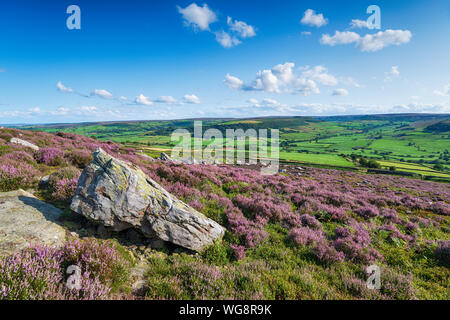 Sommer Heather im Danby auf der North York Moors National Park in Yorkshire. Stockfoto