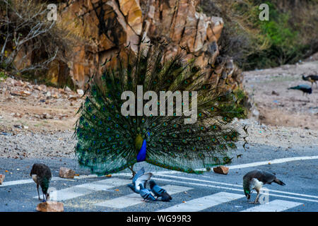 Männliche und weibliche Pfauen Stockfoto, Bild: 79000450 - Alamy