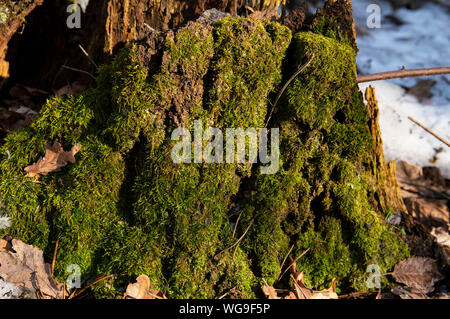 Hintergrund - Wald Stumpf mit grünem Moos in der Sonne abgedeckt Stockfoto