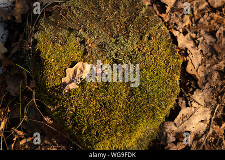 Hintergrund - Wald Stumpf mit grünem Moos in der Sonne abgedeckt Stockfoto