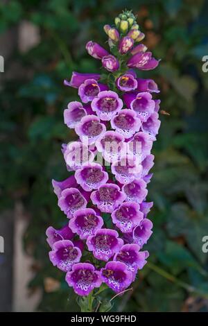 Blühende gemeinsame Fingerhut (Digitalis purpurea), Bayern, Deutschland Stockfoto