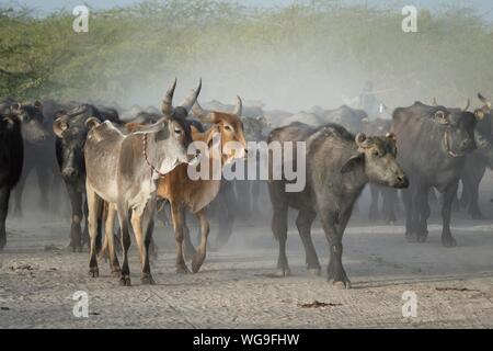 Herde von Kühen und Asiatische Wasserbüffel in staubiger Umgebung, tolle Rann von Kutch, Gujarat, Indien Stockfoto