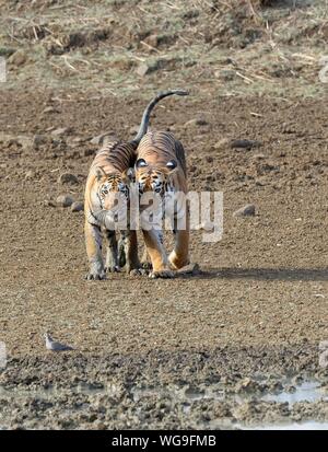 Zwei junge Bengal Tiger (Panthera tigris tigris) zusammen wandern, Andhari Tadoba Tiger Reserve, Maharashtra, Indien Stockfoto