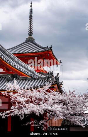 Westlichen Tor von Kiyomizu-dera Tempel zu Cherry Blossom, buddhistische Tempelanlage, Japanische Architektur, Kyoto, Kyoto, Japan Stockfoto