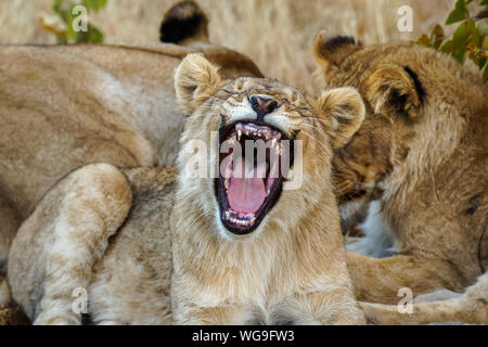 Ein junger Löwe (Panthera leo) Gähnen, Ongava Private Game Reserve (Nachbar von Etosha), Namibia. Stockfoto