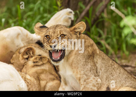 Lion Cub (Panthera leo leo) seine Zähne zeigen, während seine Mutter Pflege ist, Madikwe Game Reserve, Südafrika. Stockfoto