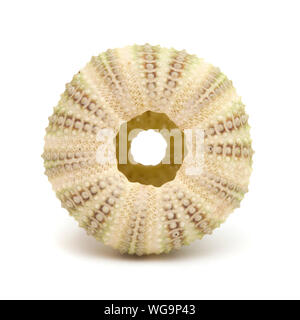 Seeigel Skelett auf weißem Hintergrund Stockfoto