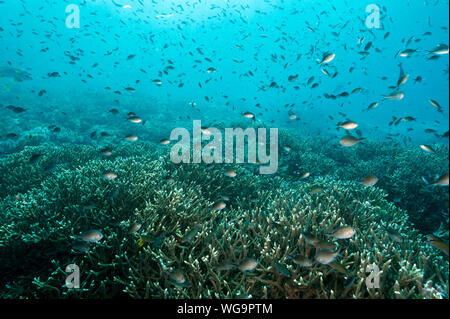 Reef scenic mit Acropora Korallen und chromis Fische Raja Ampa Stockfoto