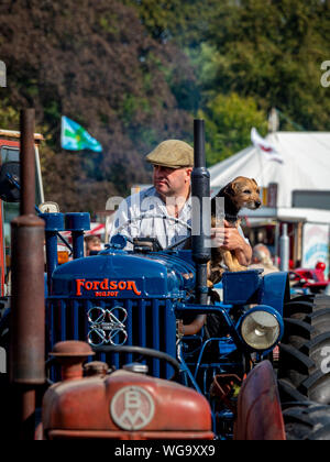 Mann mit Hund auf Fordson vintage Traktor bei Outdoor Stockfoto