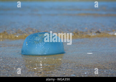 Seitenansicht von Litzen, kleine, runde und blauen" Cyanea Lamarckii' Quallen am Strand im Norden der Niederlande Stockfoto