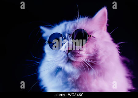 Lieferbar video Portrait von Weißen pelzigen Katze in Mode Brillen. Studio Neon Licht. Luxuriöse inländischen Kitty in Gläsern Posen auf schwarzen Hintergrund. Stockfoto