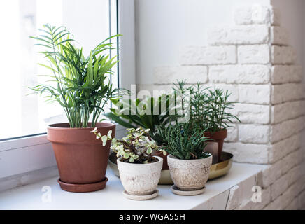 Green home Zimmerpflanzen auf der Fensterbank im realen Raum innen, Pflanzen und Sukkulenten Stockfoto
