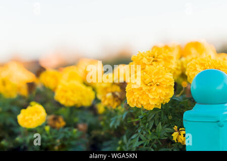 Nahaufnahme von gelben Blumen Butterblumen auf der Straße in den Garten Stockfoto