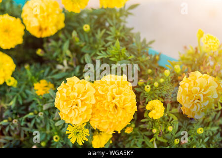 Schöne gelbe Butterblumen blühen auf der Straße im Herbst. Blumen, Park, Garten, Herbst, Sommer Stockfoto