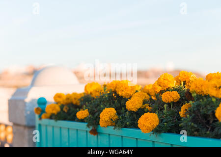 Schöne orange Tagetes im Park, auf der Straße oder im Garten. Blumen blühen im Herbst und Sommer. Herbst, Urlaub, Halloween Hintergrund Stockfoto
