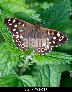 Ein frisch aufgetaucht Hauhechelbläuling Schmetterling (Pararge depressa) mit Flügeln öffnen auf einer Brennnessel Pflanze Stockfoto