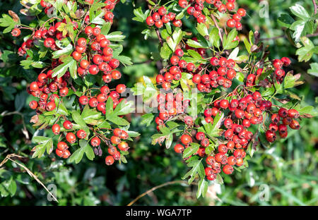 Einem Weißdornbusch ist in einer Masse von leuchtend roten Beeren bekannt als Haws abgedeckt Stockfoto