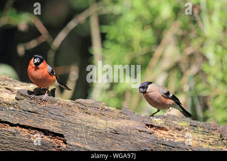 Brighly farbige Männchen (links) und düstere Weibliche Gimpel (Pyrrhula pyrrhula) auf Holz- log thront. Stockfoto