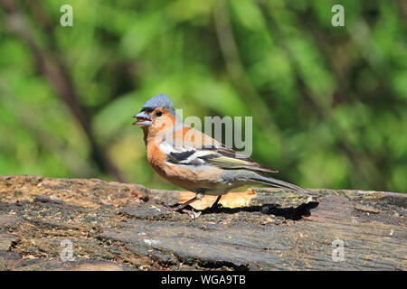 Männchen Buchfink (Fringilla coelebs) Stockfoto