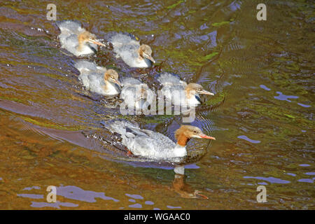 Weibchen Gänsesäger (Mergus Merganser), mit jungen, Schwimmen auf dem Fluss Calder. Stockfoto