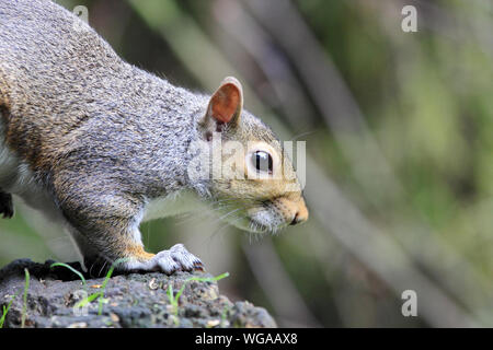 Östlichen Grauhörnchen (sciurus Carolinensis) Stockfoto