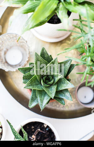 Green home Zimmerpflanzen auf der Fensterbank im realen Raum innen, Pflanzen und Sukkulenten Stockfoto