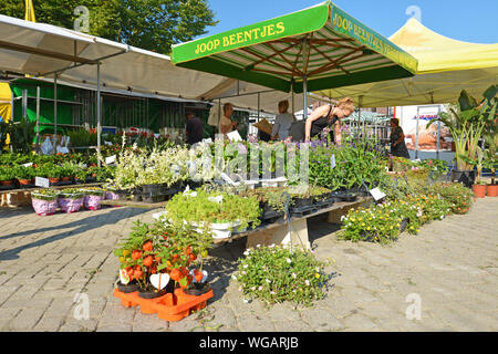 Den Burg, Texel / Niederlande - August 2019: gemütlichen Wochenmarkt am "De Groeneplaats" Platz in der Stadt 'Den Burg' mit Pflanzen Stockfoto