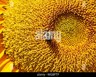 Bunte Makro von Honig Biene sammelt Nektar von Sonnenblumen Stockfoto
