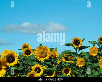Sonnenblumenfeld über bewölkt blauer Himmel mit Kopie Raum Stockfoto