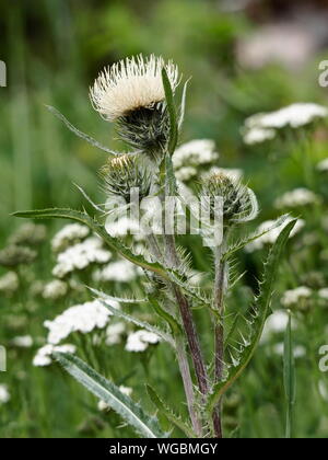 Nahaufnahme von einem weißen Distel, Cirsium Hookerianum oder Hooker Distel, in voller Blüte. Stockfoto