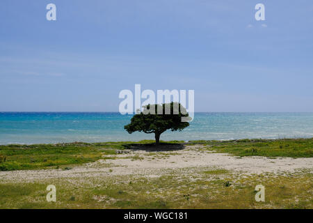 Einsamer Baum vor dem Mittelmeer, südlich von Kreta Stockfoto